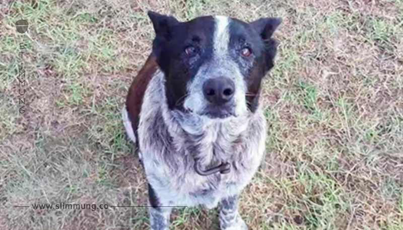 Tierischer Held: Blinder Hund rettet dreijährigem Mädchen das Leben
