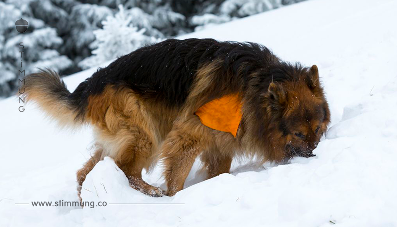 In der Schnee-Hölle gefangen: „Lawinenopfer” filmt Rettung durch Lawinenhund