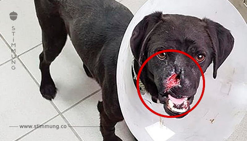 Tierquäler zündete Böller in der Schnauze des Hundes – nun bekam Peppino neue Nase