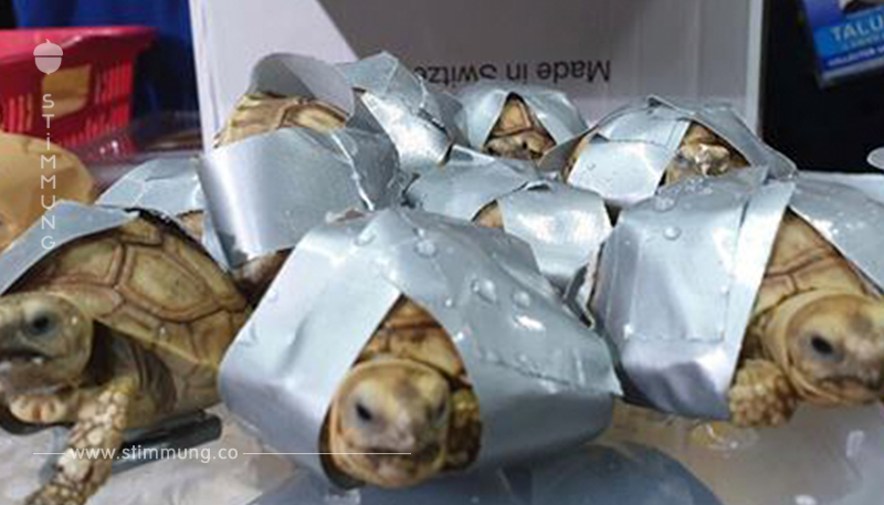 Mit Klebeband verschnürt: Mehr als 1500 Schildkröten in Koffern gefunden