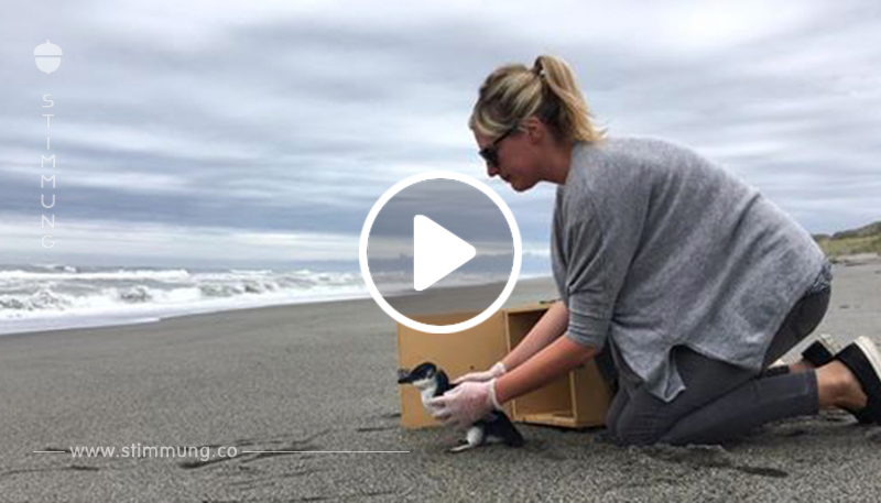 Video: Geretteter Pinguin zeigt rührende Abschiedsgeste.