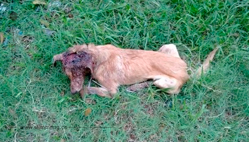 Brasilianer rettet Hund mit klaffender Kopf-Wunde das Leben.