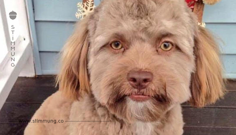 Hund verblüfft Internet mit menschlichem Gesicht.