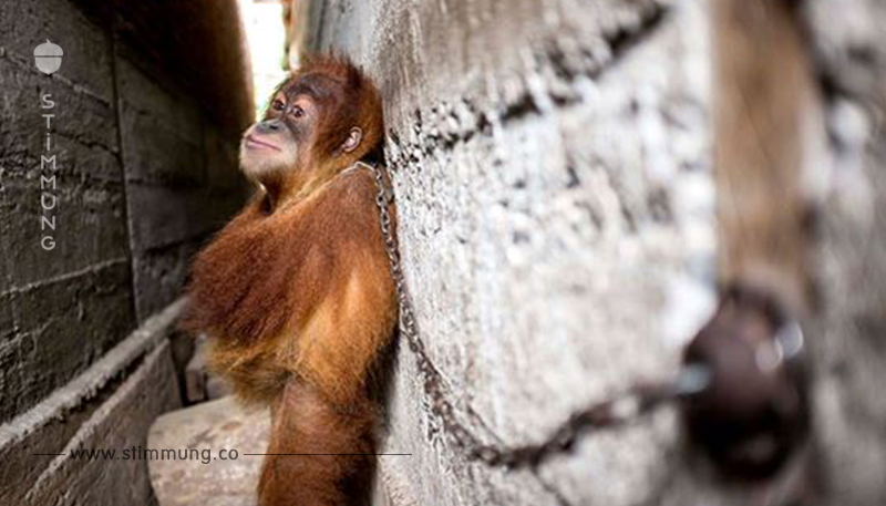 Orang Utan Baby 1 Jahr lang in Mauerspalt angekettet.