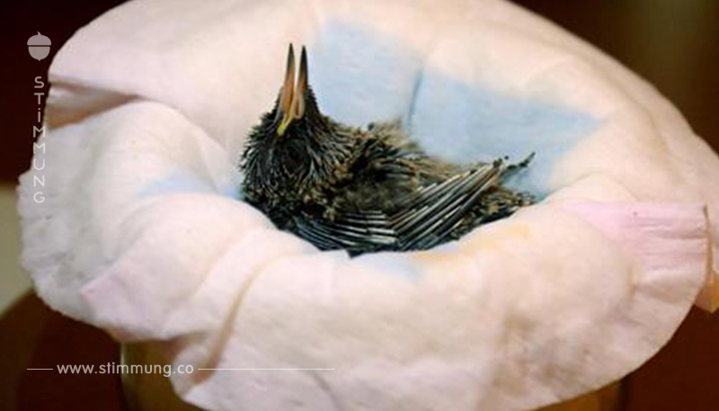 EINER DER KLEINSTEN VOGEL-NACHWÜCHSE Adoptivmütter ziehen Kolibri-Nachwuchs groß