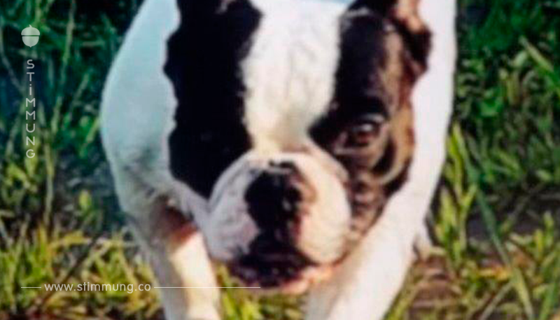 WURDE SIE ENTFÜHRT? Französische Bulldogge Elfi verschwunden