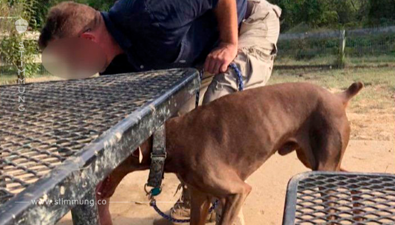 Tierquäler foltert Hund brutal mit Wasserschlauch in der Kehle – weil er nicht gehorcht