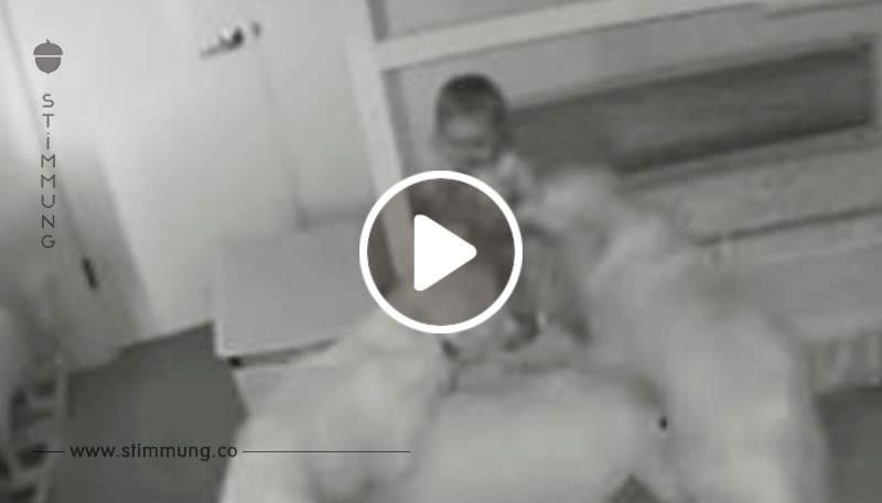 Video: Hunde befreien Kleinkind aus Zimmer.
