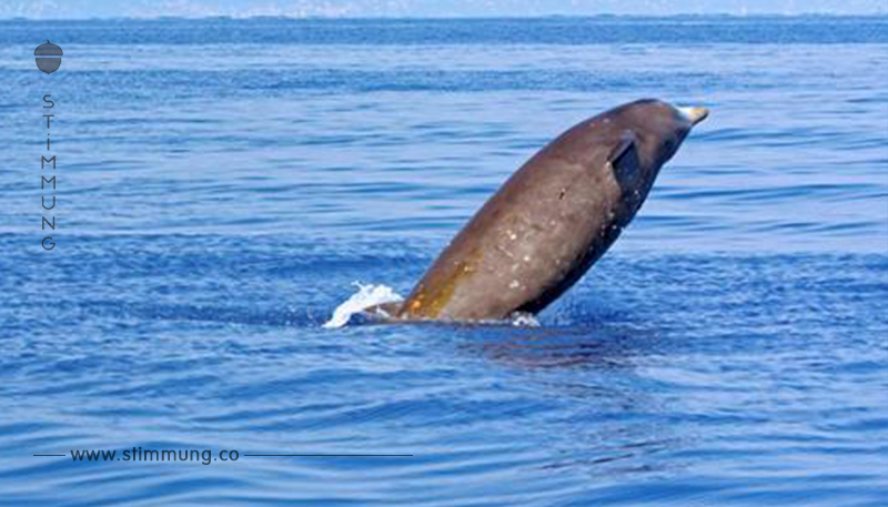 Toter Wal gestrandet: Tier hatte 40 Kilo Plastik im Bauch