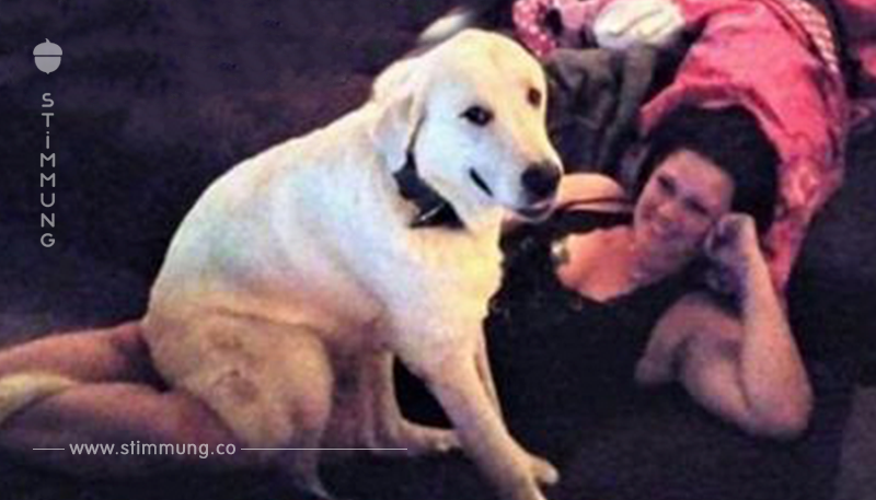 Heldenhafter Hund opfert sein Leben, um Familie vor bewaffnetem Angreifer zu beschützen