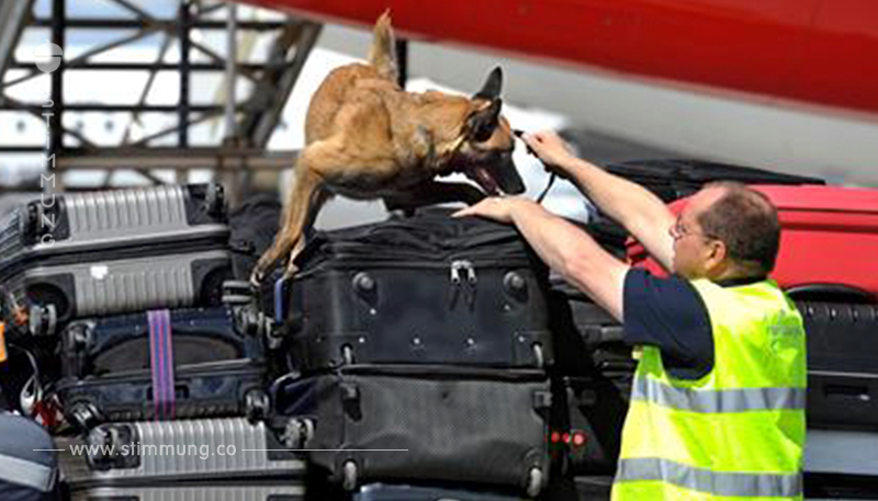 MASCHINEN SOLLEN SCHNÜFFEL-ARBEIT ÜBERNEHMEN! Flughafen schafft  Sprengstoff-Hunde ab