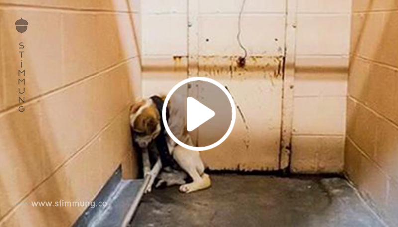 Vernachlässigter Hund im Tierheim kauert in der Ecke seines Zwingers, zu verängstigt um irgendjemand in ihn ranzulassen