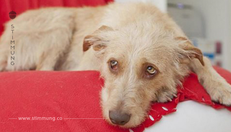 Rettungshund Rudi schwer erkrankt – jetzt ermittelt die Polizei