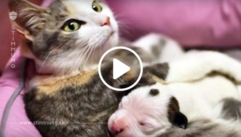 Mütterliche Katze hilft, neugeborenen Pitbull Welpen zu retten