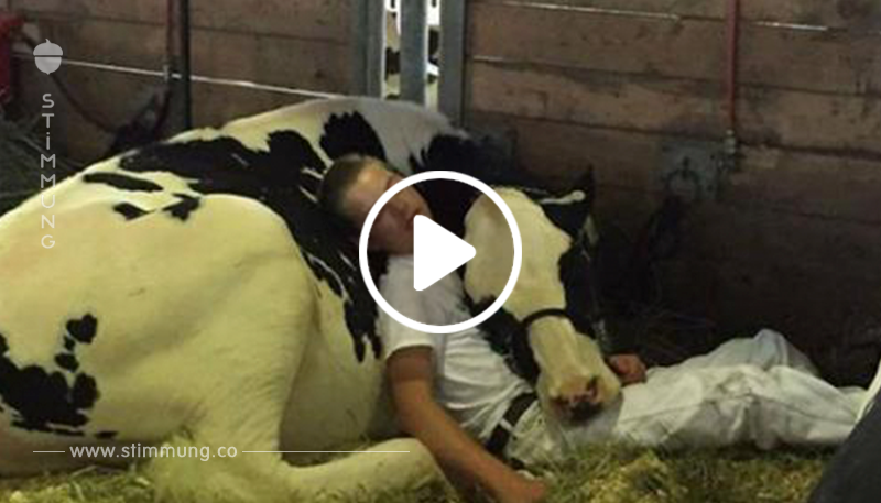 Bild eines jungen Bauern mit Kuh sorgt für Begeisterung im Netz