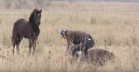 Video: Befreites Pferd bedankt sich bei Retter.
