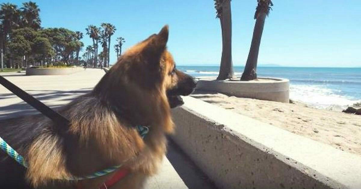 Hund ist ganzes Leben in Ketten, er sieht zum ersten Mal das Meer - seine Reaktion verbreitet sich weltweit