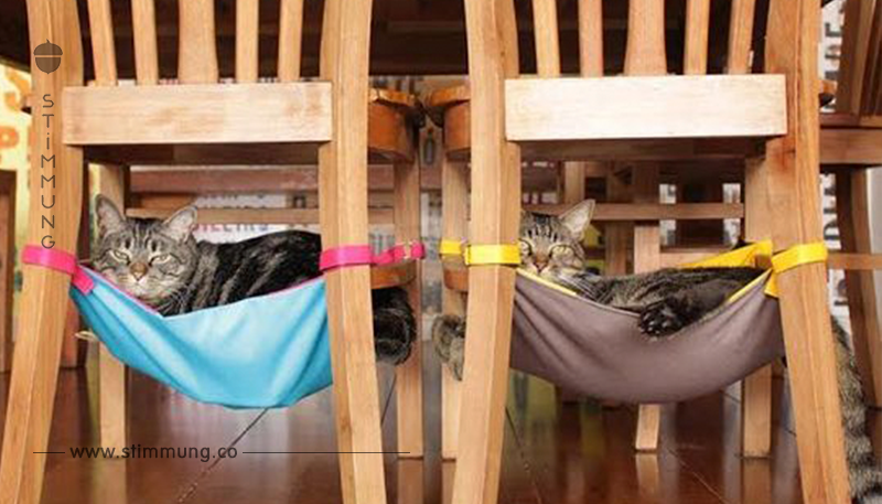Machen Sie mit diesen 12 wahnsinnigen Ideen ein wunderbares komfortables Plätzchen für Ihre Katze!