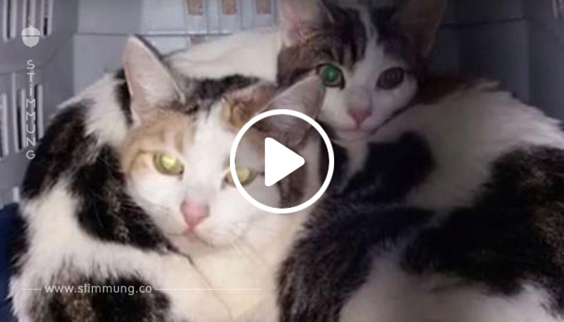 Katzen ausgesetzt: Tierschützer entsetzt über letztes „Geschenk“ des Halters