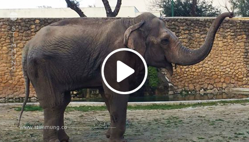 Traurigster Elefant der Welt stirbt, nachdem er 43 allein in Gehege in Zoo verbracht hat
