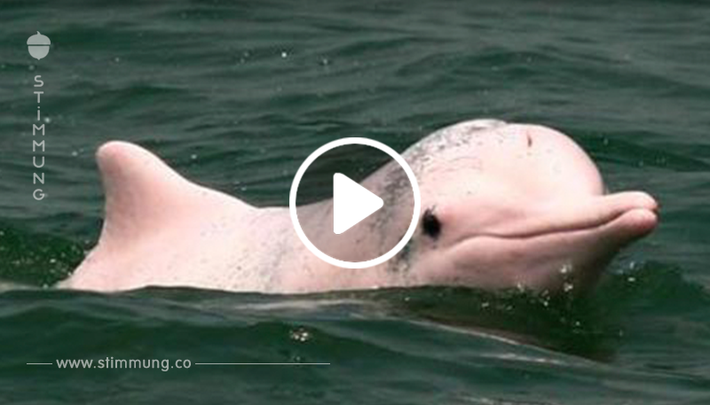 Louisiana Bootsfahrer halten etwas sehr seltenes fest: Ein rosa Delphin schwimmt in einem Fluss von Louisiana