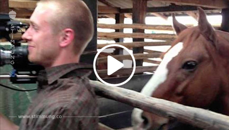 Der Kameramann versucht, nicht zu lachen – doch was das Pferd macht, bringt Tausende zum Lachen