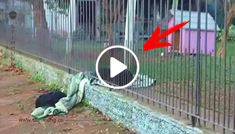 Hündin trägt ihre neue Decke nach draußen, um sie mit einem frierenden obdachlosen Hund zu teilen