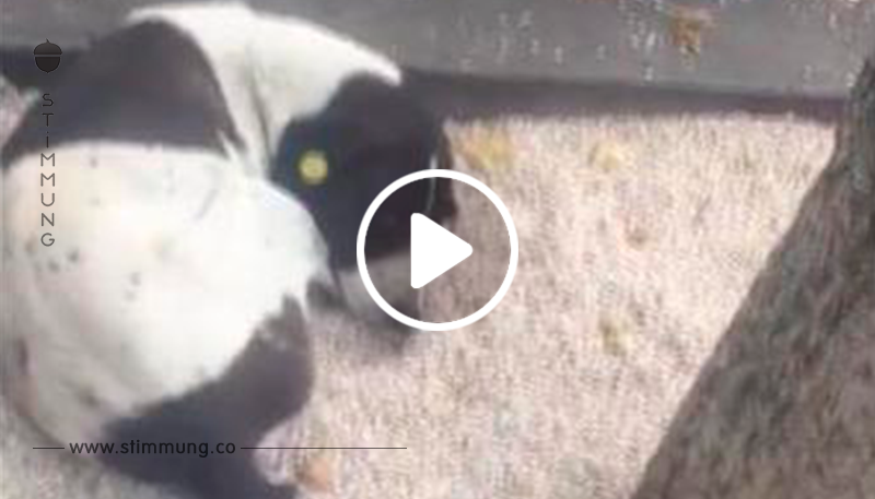 Die emotionale Reaktion eines Hundes, als er nach drei Jahren auf der Straße mit seinem Besitzer wiedervereint ist