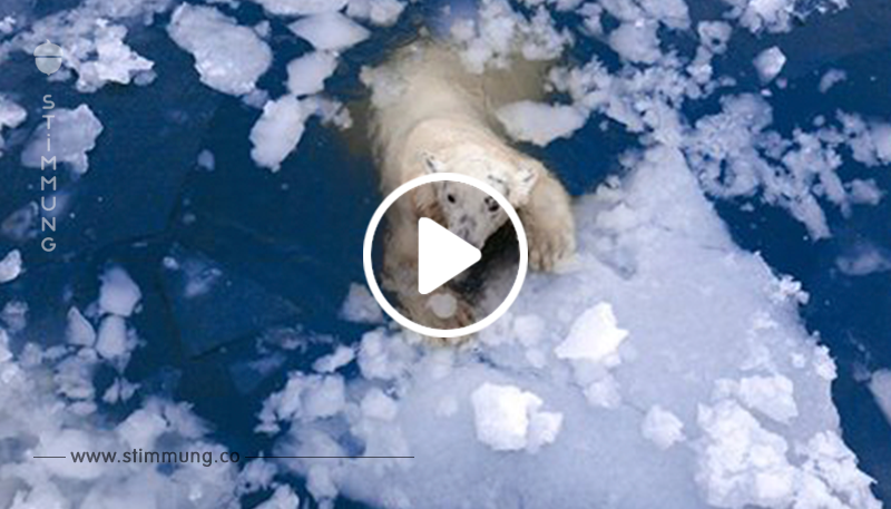 Abgemagerter Eisbär 700 Kilometer von seinem Zuhause entdeckt