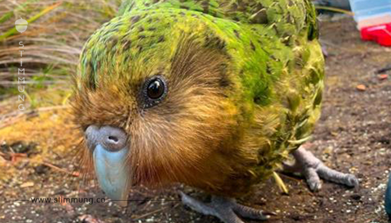Gewinner des Klimawandels: Stark bedrohte Kakapo-Papageien brüten wie die Weltmeister