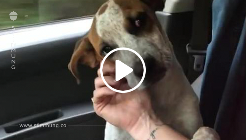 Hund aus dem Tierheim hat emotionalen Danke Moment, als er adoptiert wird und lässt neue Besitzerin weinen