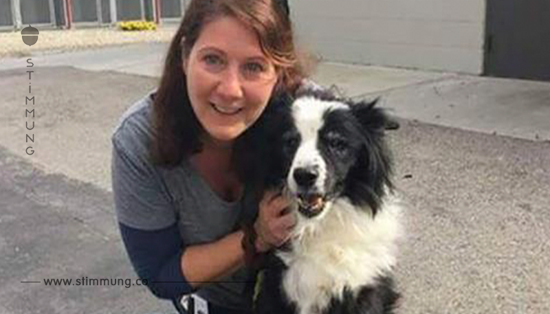 Verrat – eine Familie lässt einen 17 jährigen Hund im Tierheim zurück, weil sie 