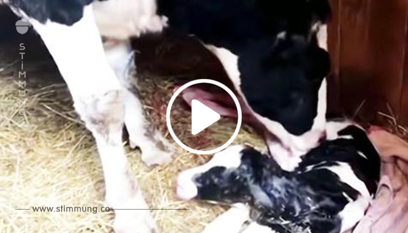Schwangere Kuh entkommt dem Lastwagen auf dem Weg zum Schlachthaus, bringt ihr Kalb zur Welt und wird Mutter