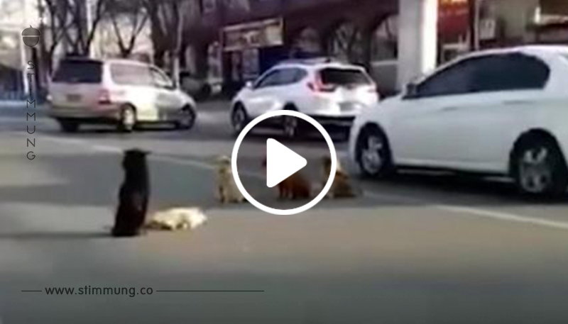 4 Hunde blockieren Verkehr, dann erkennen Fahrer, dass sie einen Freund beschützen, der angefahren wurde