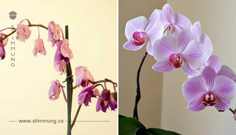 So blüht die Orchidee wieder: Ein Spritzer davon & die Blume strahlt