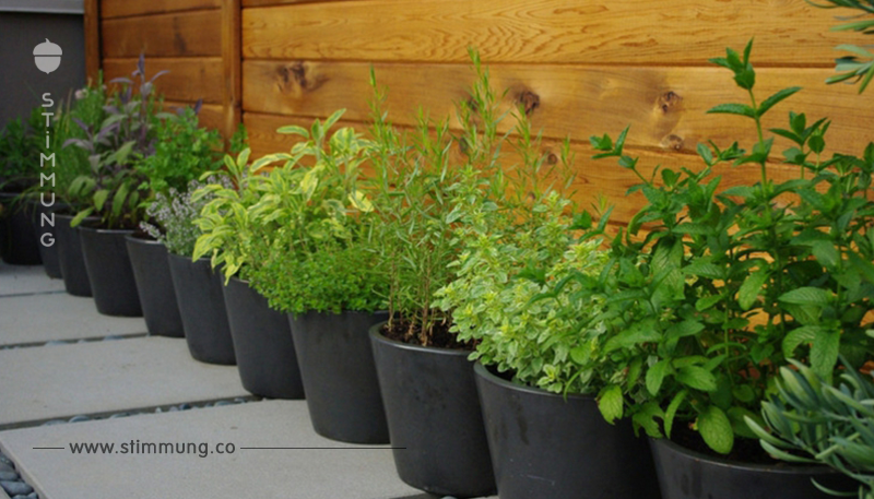 Gemüse auf dem Balkon anpflanzen: Diese 5 Sorten sind geeignet
