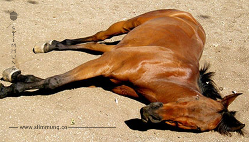 Offenbar vergiftet: Fünf tote Pferde auf Krefelder Reiterhof entdeckt