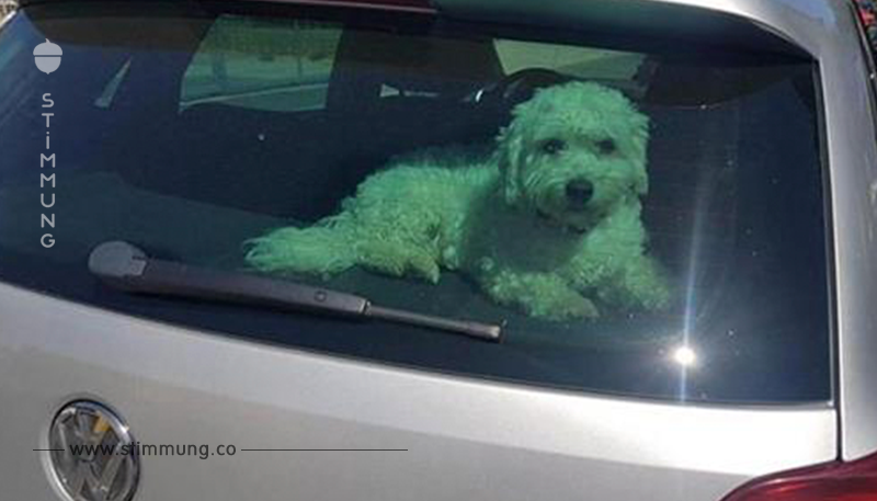 Hund in Bayern in überhitztem Auto eingesperrt - Polizei appelliert an alle Halter