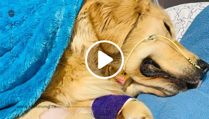 Hundebesitzerin teilt schockierende Warnung über Spielzeuge mit Seil, nachdem ihr Golden Retriever verstorben ist