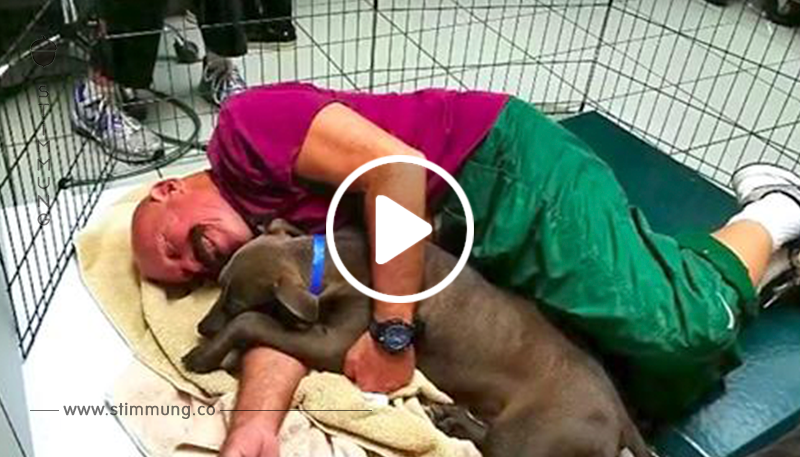 Die Humane Society ist auf der Suche nach Freiwilligen, um mit Hunden aus dem Tierheim zu kuscheln