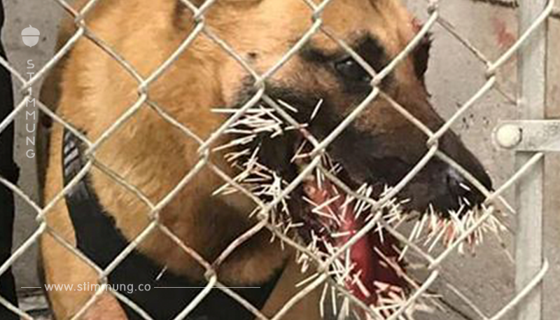 200 Stacheln im Maul: Polizeihund kämpft mit Stachelschwein