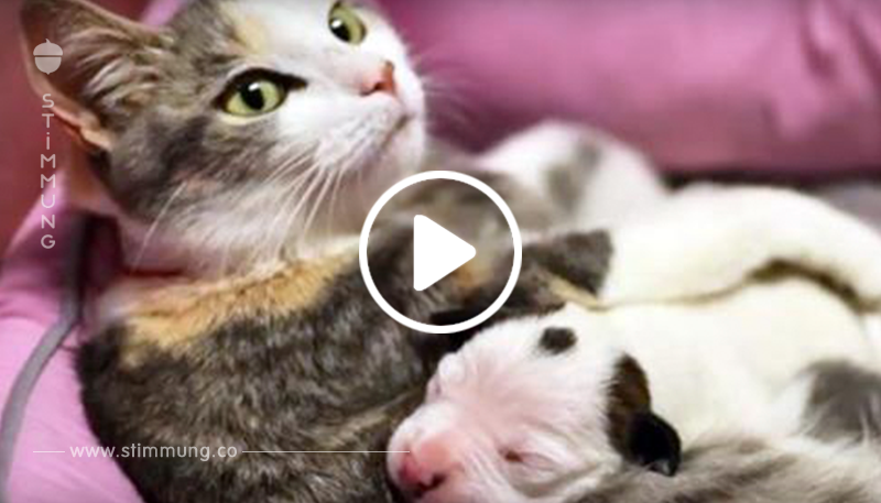 Mütterliche Katze hilft, neugeborenen Pitbull-Welpen zu retten
