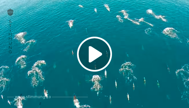 Mann fliegt Drohne übers Meer – wird Zeuge eines überaus seltenen Ereignisses