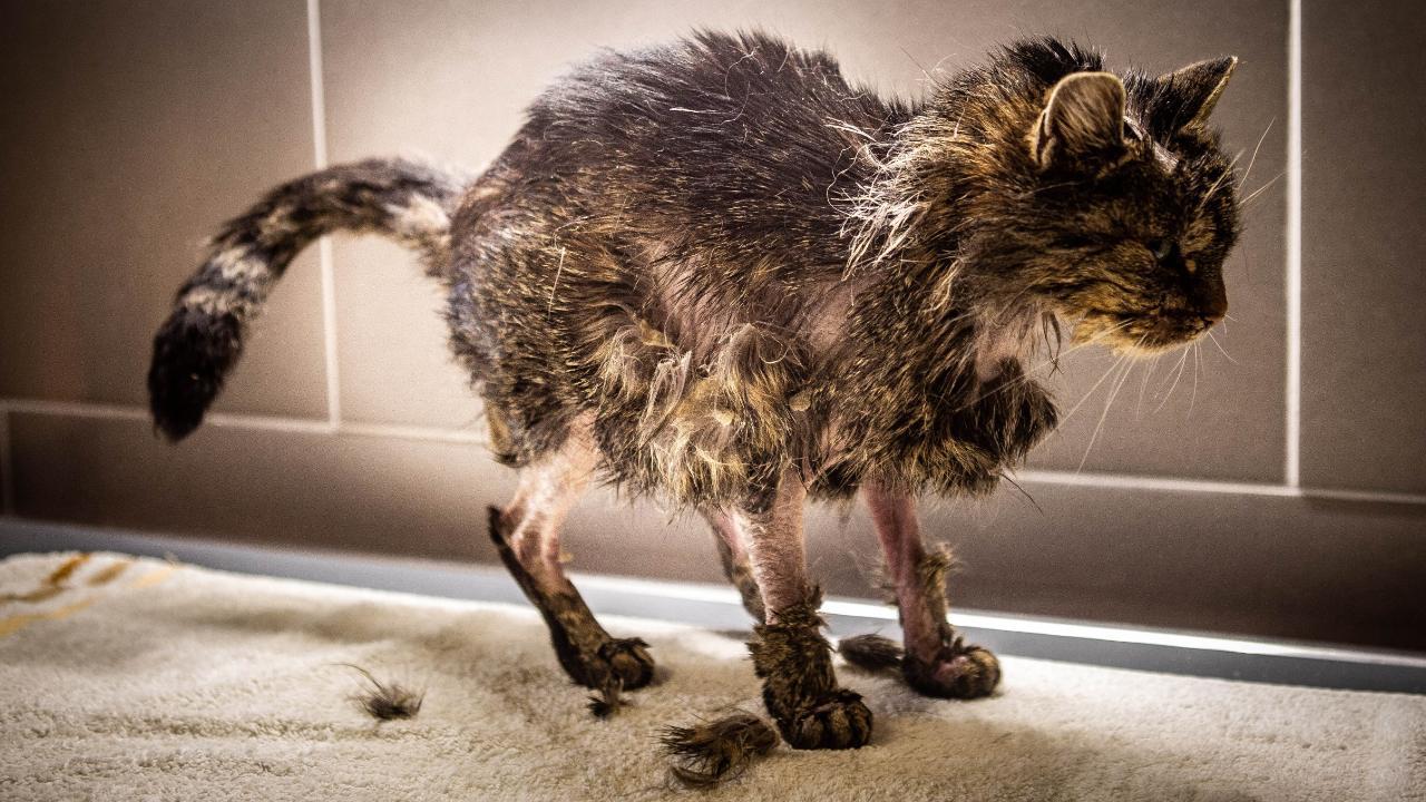 Grausame Quälerei - Tierhasser tauchte Katzen in Säure