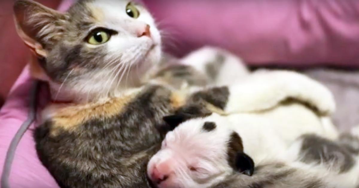 Mütterliche Katze hilft, neugeborenen Pitbull-Welpen zu retten