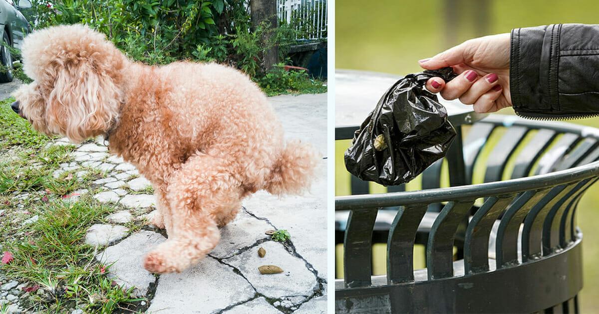 Häufchen Polizei: DNA Tests von Hundehaufen sollen Besitzer ausfindig machen