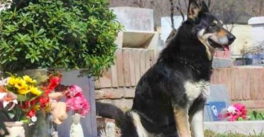 Hund wacht 11 Jahre lang am Grab des Besitzers, bevor er selbst stirbt.