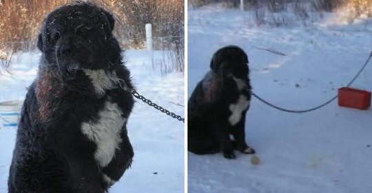 Der Hund, der draußen bei eisigen Temperaturen angekettet war, musste sich abwechselnd auf verschiedene Pfoten stellen, um nicht mit dem kalten Boden in Kontakt zu kommen