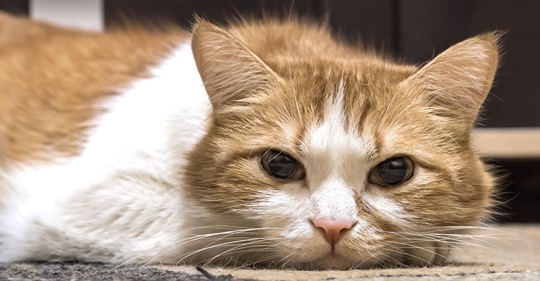 Schilddrüsenüberfunktion bei Katzen frühzeitig erkennen