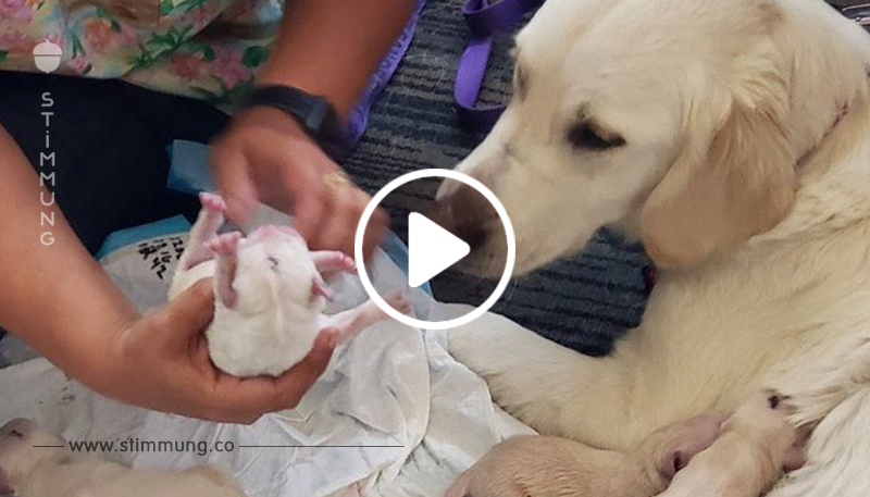 Ein Blindenhund bringt unerwartet Welpen im überfüllten Flughafen auf die Welt – und ja, es wurde aufgenommen